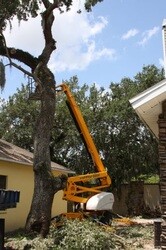 Images Harry Hale Tree Service Inc.