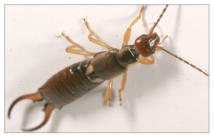 Images Bug Guardian Pest Prevention