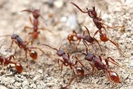Images Bug Guardian Pest Prevention
