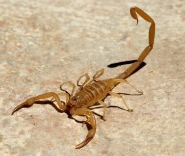 Images Bug Guardian Pest Prevention