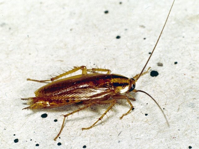 Images Bug Guardian Pest Prevention