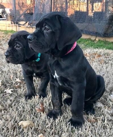 Images Braveheart Cane Corso Oklahoma
