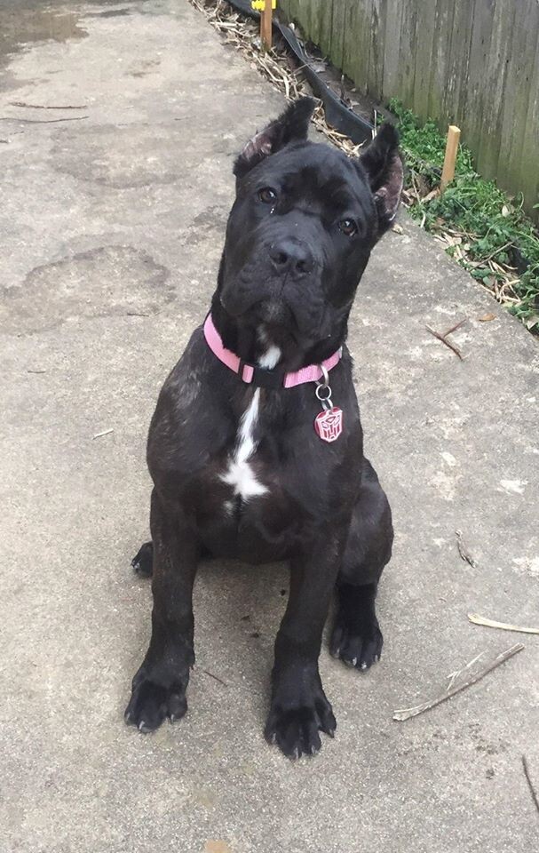 Images Braveheart Cane Corso Oklahoma