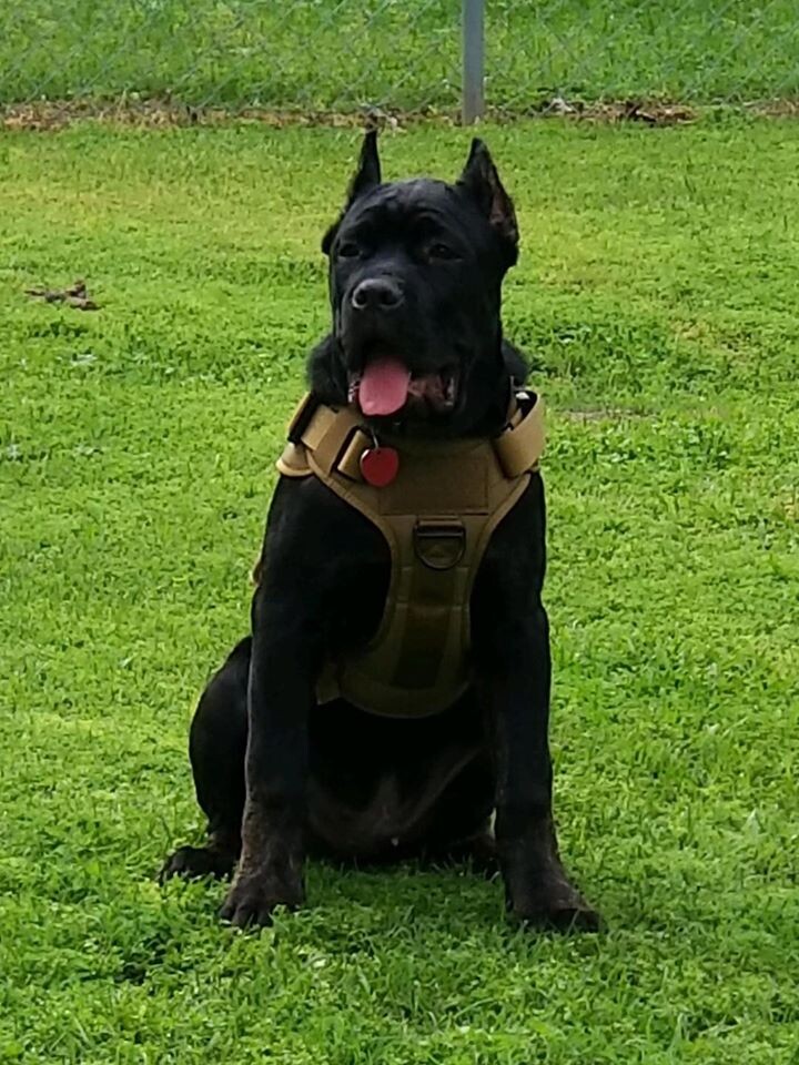 Images Braveheart Cane Corso Oklahoma