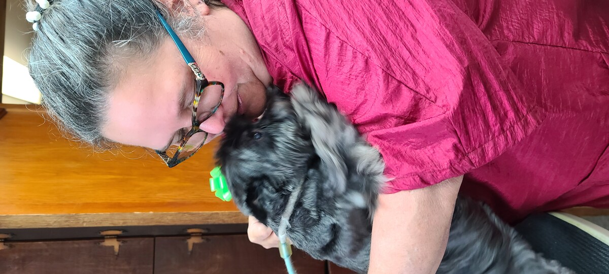 Images The Shaggy Dog