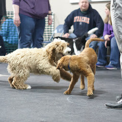 Images Best Paw Forward