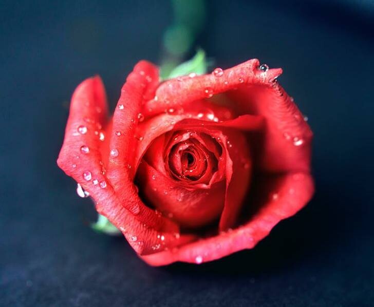 Images Briar Rose