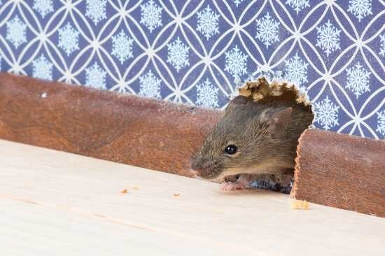 Images Elite Pests Control LLC