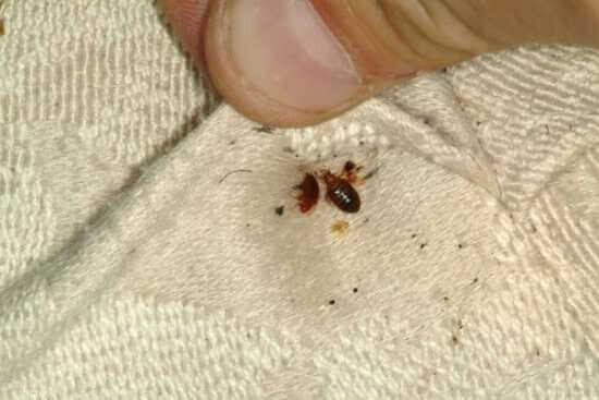 Images Elite Pests Control LLC