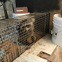 Images Critter Control of KCMO.