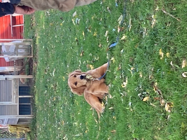 Images Scentsable Heeling