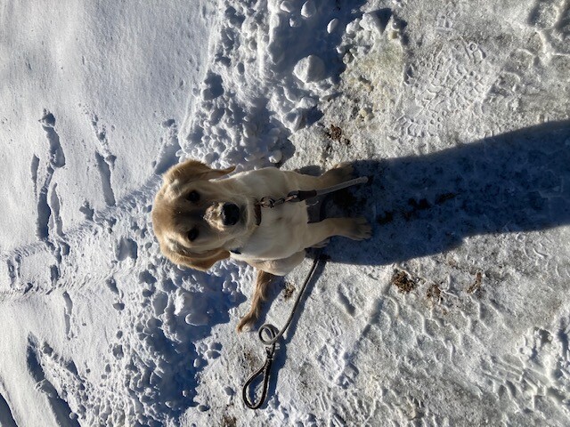 Images Scentsable Heeling