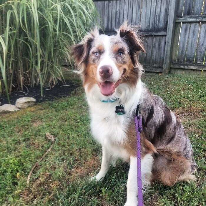 Images Paws for Adventure