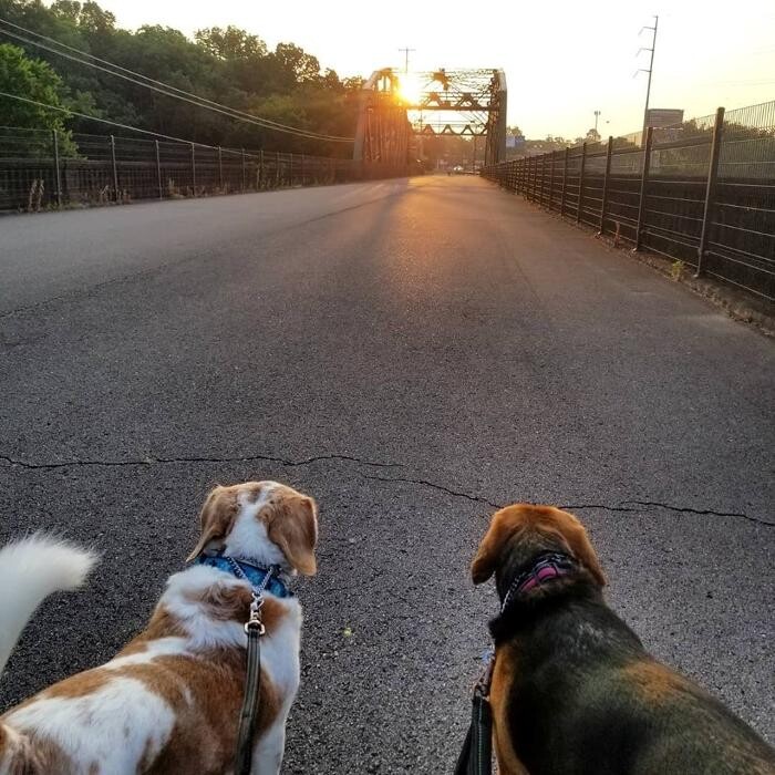 Images Paws for Adventure