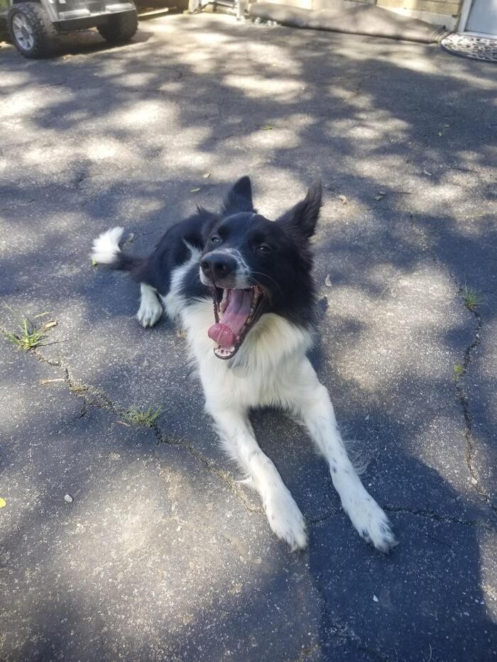 Images Paws for Adventure