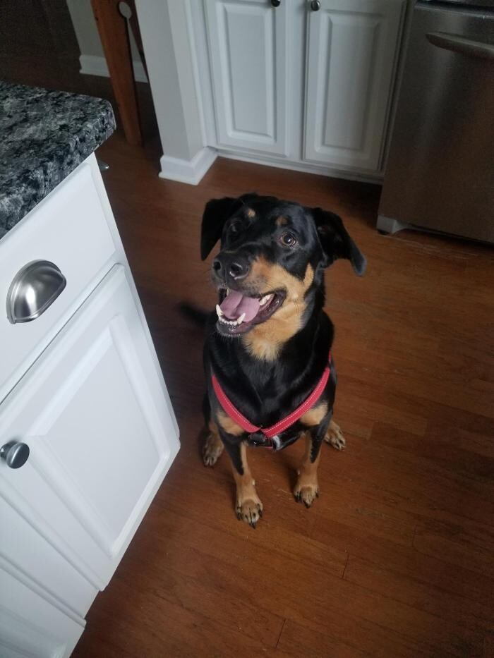 Images Paws for Adventure