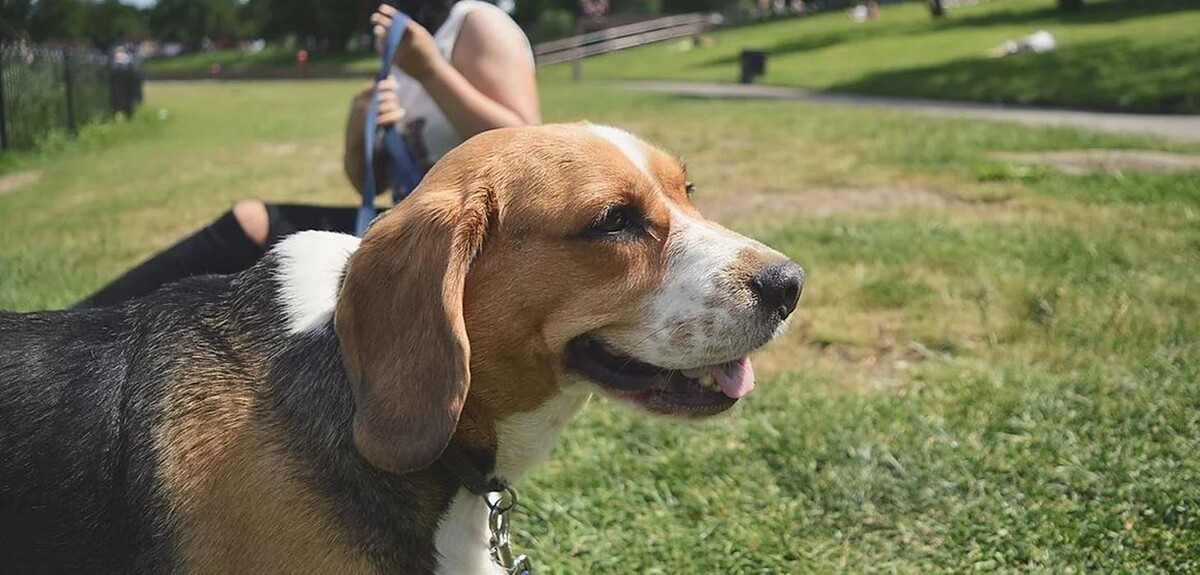 Images Paws for Adventure