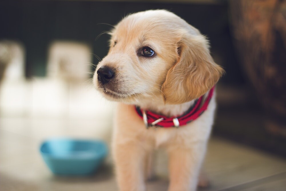 Images CARPET CLEANING Updated