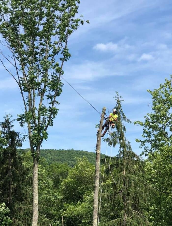 Images High Performance Tree Service