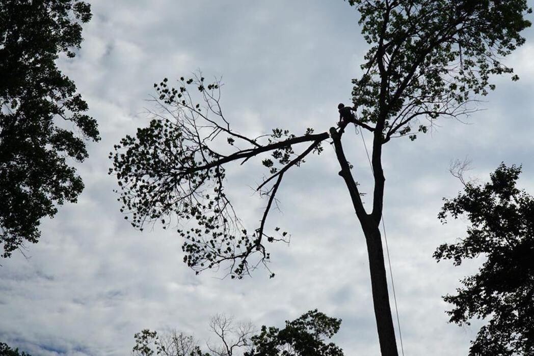 Images High Performance Tree Service