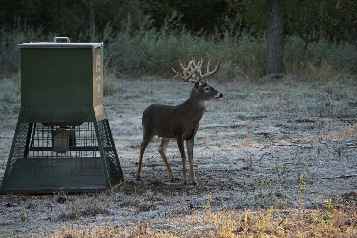 Images Austin Trophy Whitetails