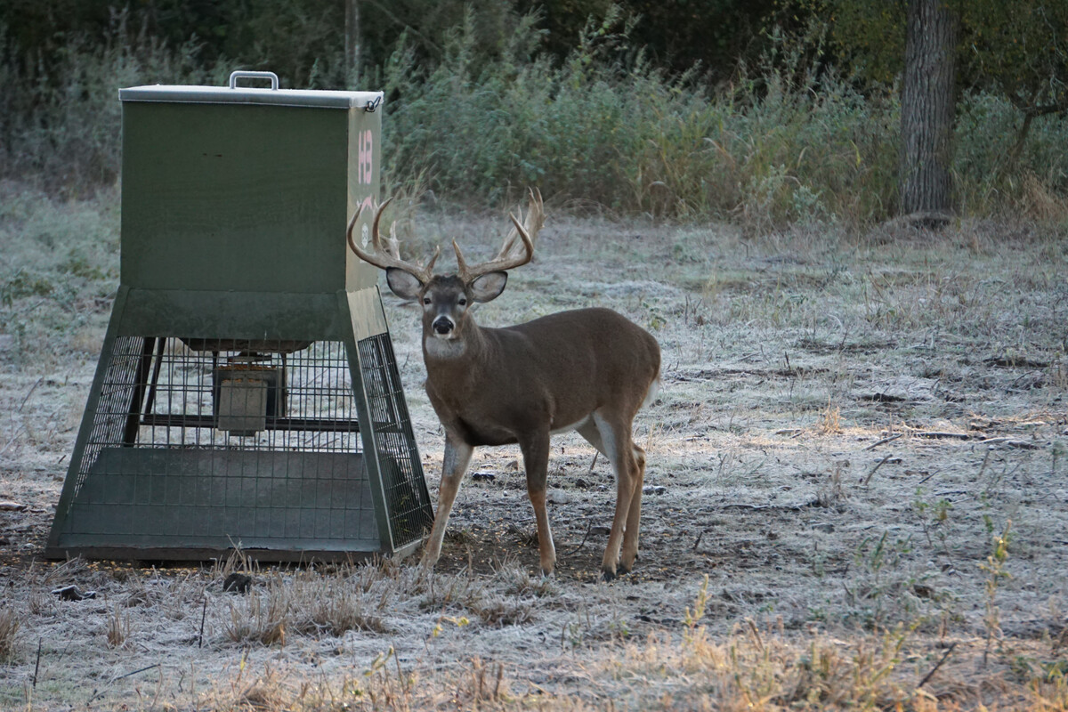 Images Austin Trophy Whitetails