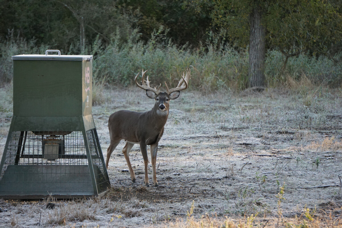 Images Austin Trophy Whitetails