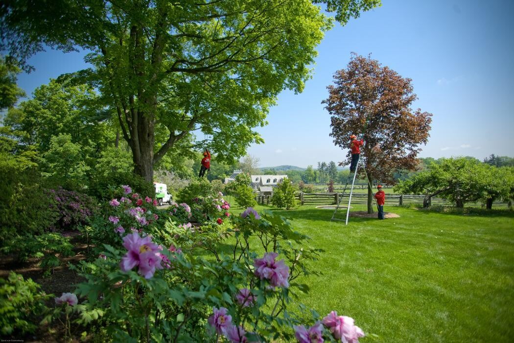 Images SavATree - Tree Service & Lawn Care