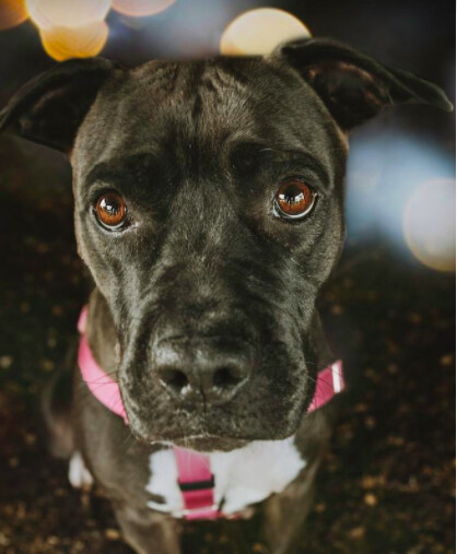 Images Niagara County SPCA