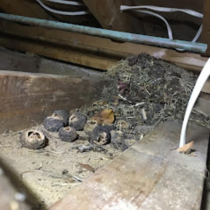 Images Innovative Pest Management, Corp.