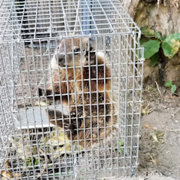 Images Innovative Pest Management, Corp.