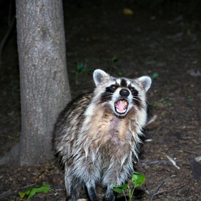 Images Integrated Wildlife Managaement - Mebane