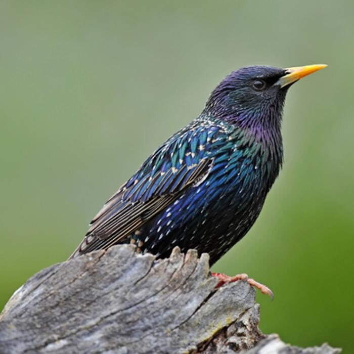 Images Integrated Wildlife Managaement - Mebane