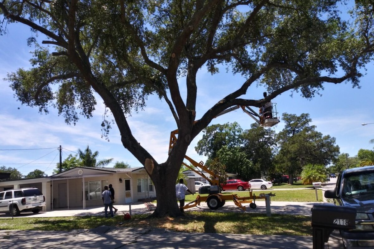 Images Enoch Reynolds Tree Service