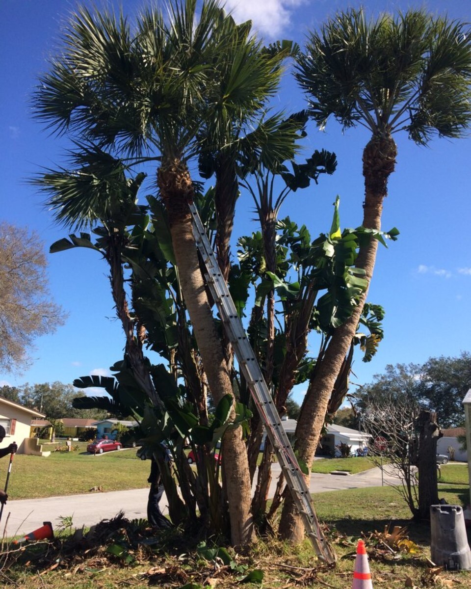 Images Enoch Reynolds Tree Service