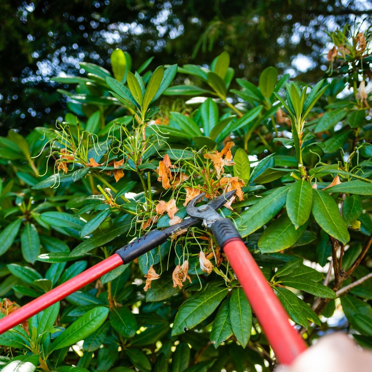 Images Enoch Reynolds Tree Service