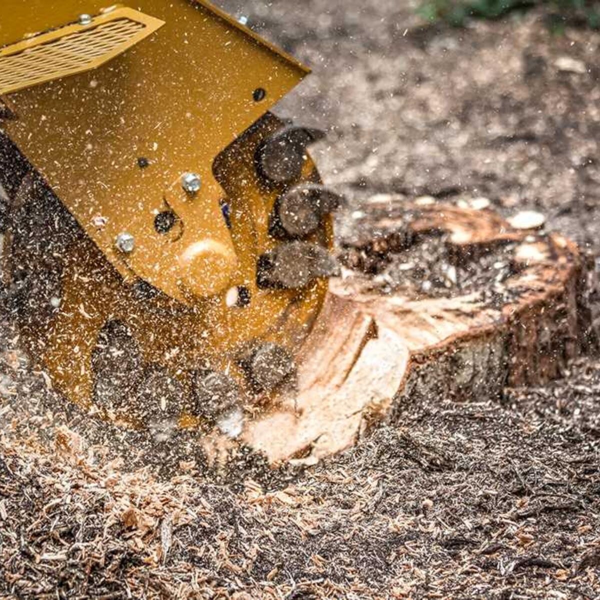 Images Enoch Reynolds Tree Service
