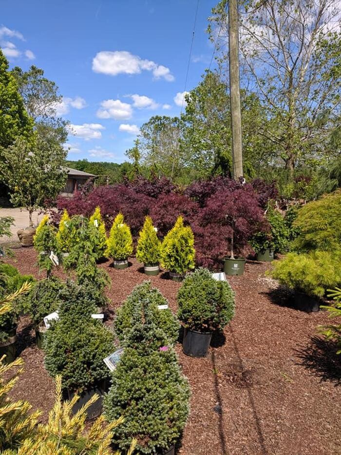 Images Young's at Three Rivers