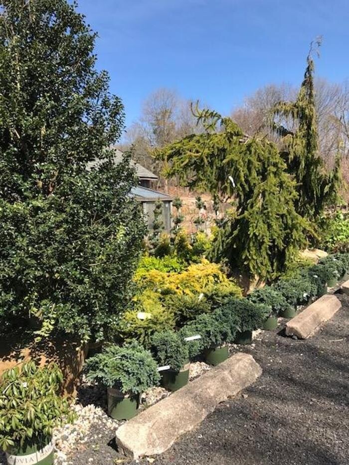 Images Young's at Three Rivers