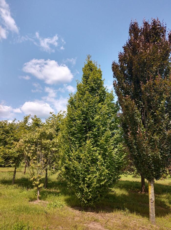 Images Young's at Three Rivers