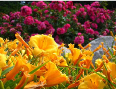 Images Sherwood Forest Garden Center