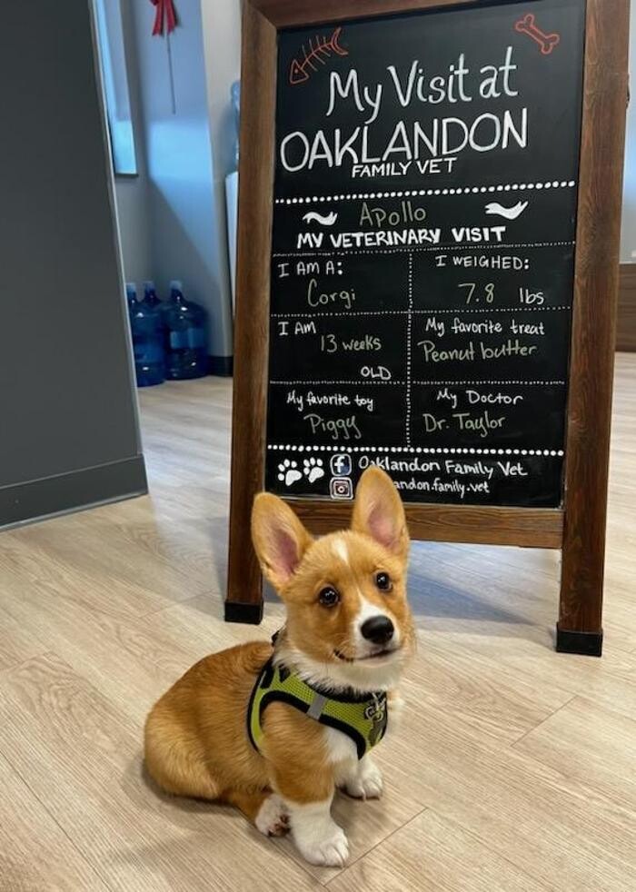 Images Oaklandon Family Vet