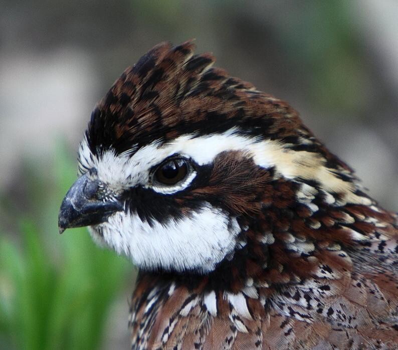 Images AV Birds