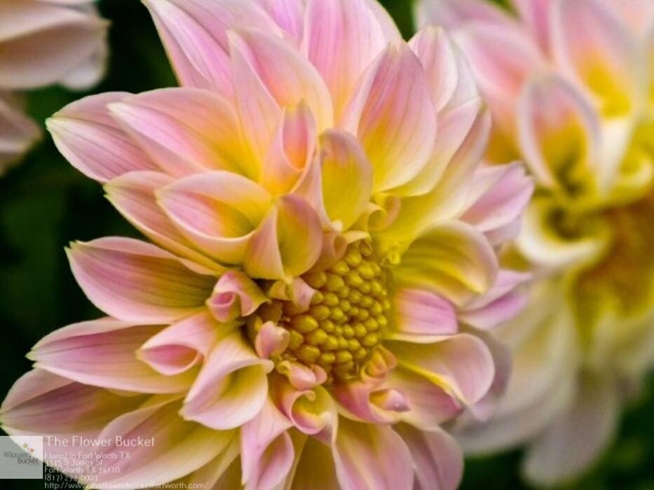 Images The Flower Bucket