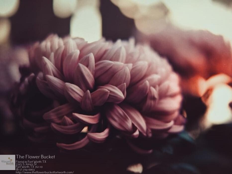 Images The Flower Bucket