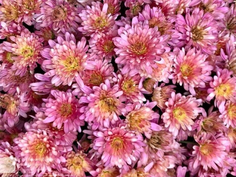 Images The Flower Bucket