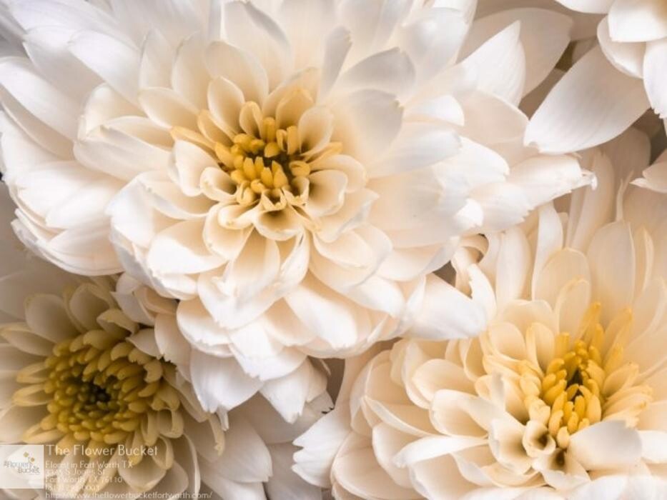 Images The Flower Bucket
