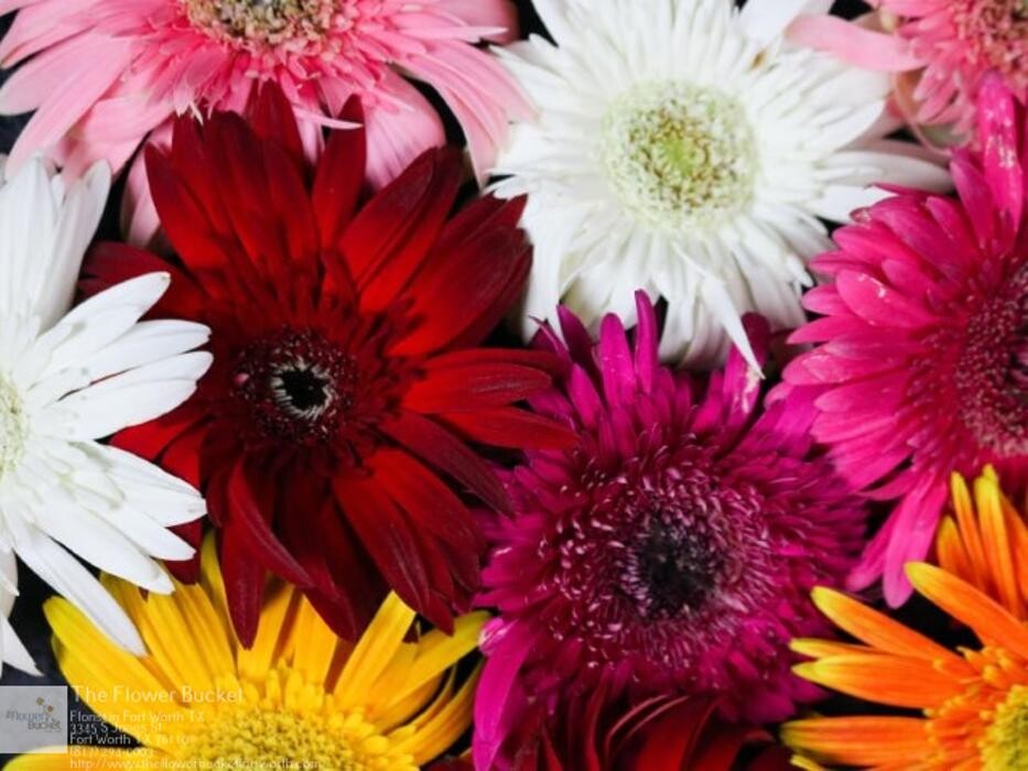 Images The Flower Bucket
