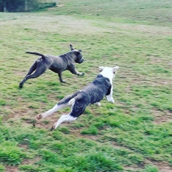 Images Dancing Creek Farm Long Term Dog Boarding