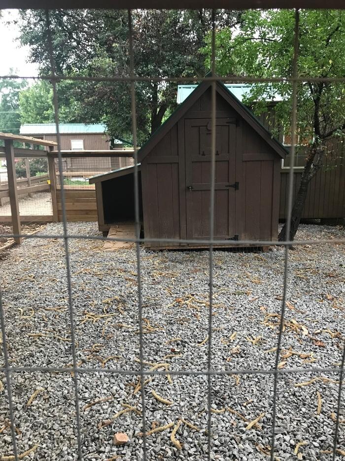 Images Dancing Creek Farm Long Term Dog Boarding